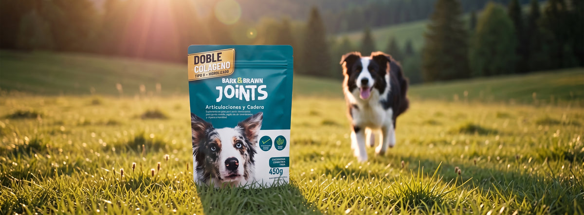 Perros Más Fuertes, Ágiles y Llenos de Vida.